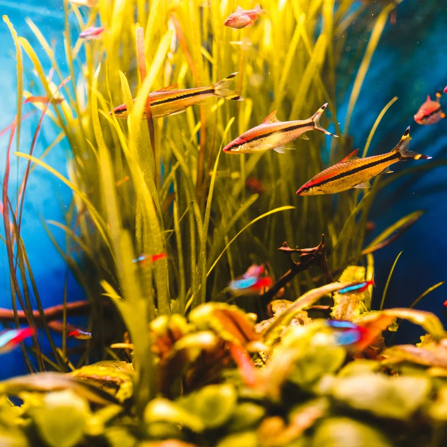 Beginner-friendly aquarium setup with colorful fish, live plants, and decorations, creating a tranquil underwater scene.