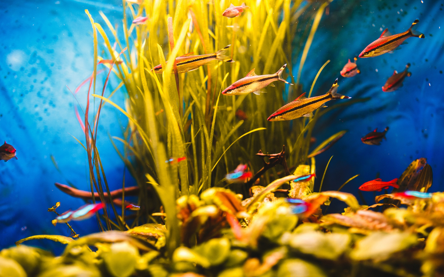 Beginner-friendly aquarium setup with colorful fish, live plants, and decorations, creating a tranquil underwater scene.