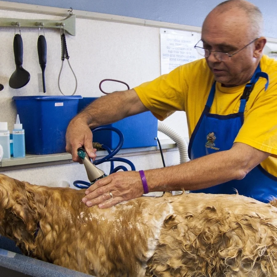 Image of a person gently bathing a happy dog in a bathtub. The dog is calm and enjoying the water, with a content expression on its face. The person is using a gentle shampoo and a soft brush, making sure to keep the dog's comfort in mind during the bath.