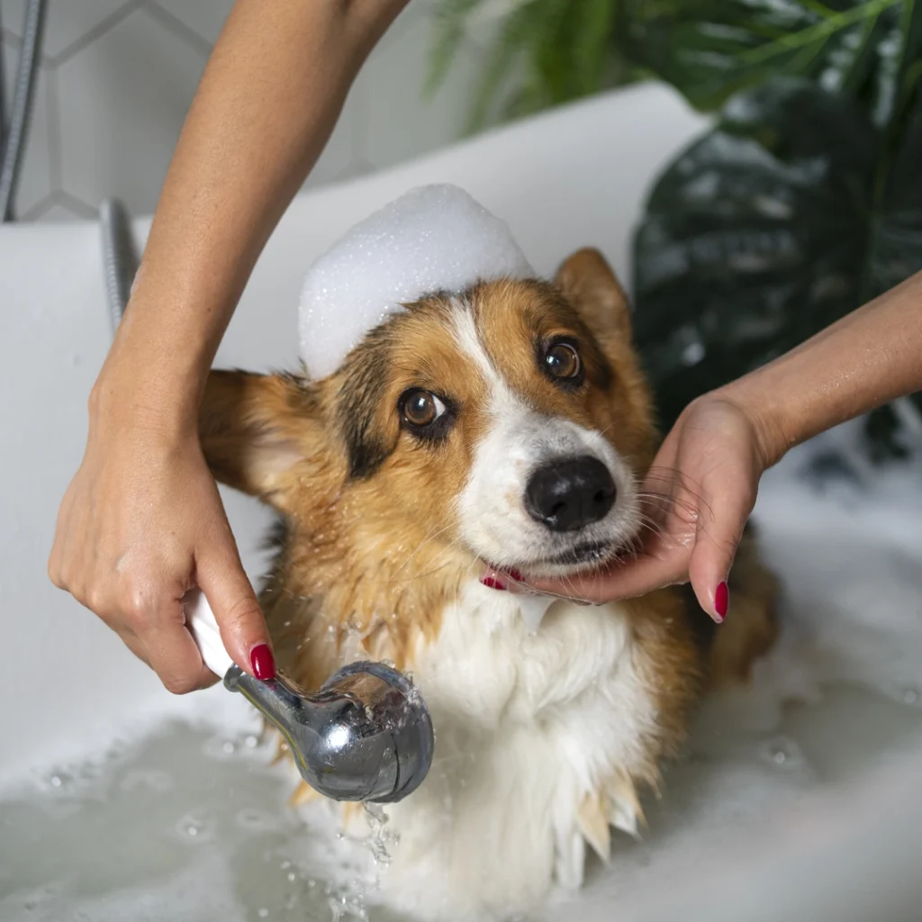 Image of a person giving their dog a bath at home. The dog is standing in a tub filled with water, and the person is using a gentle shampoo to lather the dog's fur. Both the person and the dog seem relaxed and comfortable during the bath.