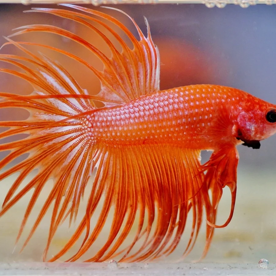 Colorful betta fish with vibrant fins swimming in a water tank