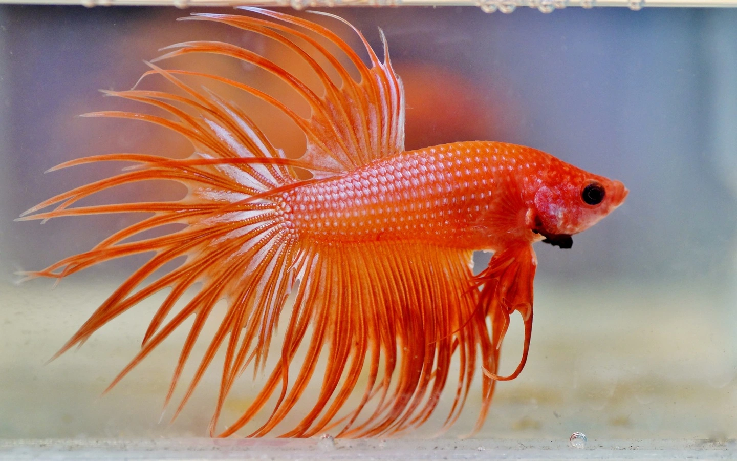 Colorful betta fish with vibrant fins swimming in a water tank