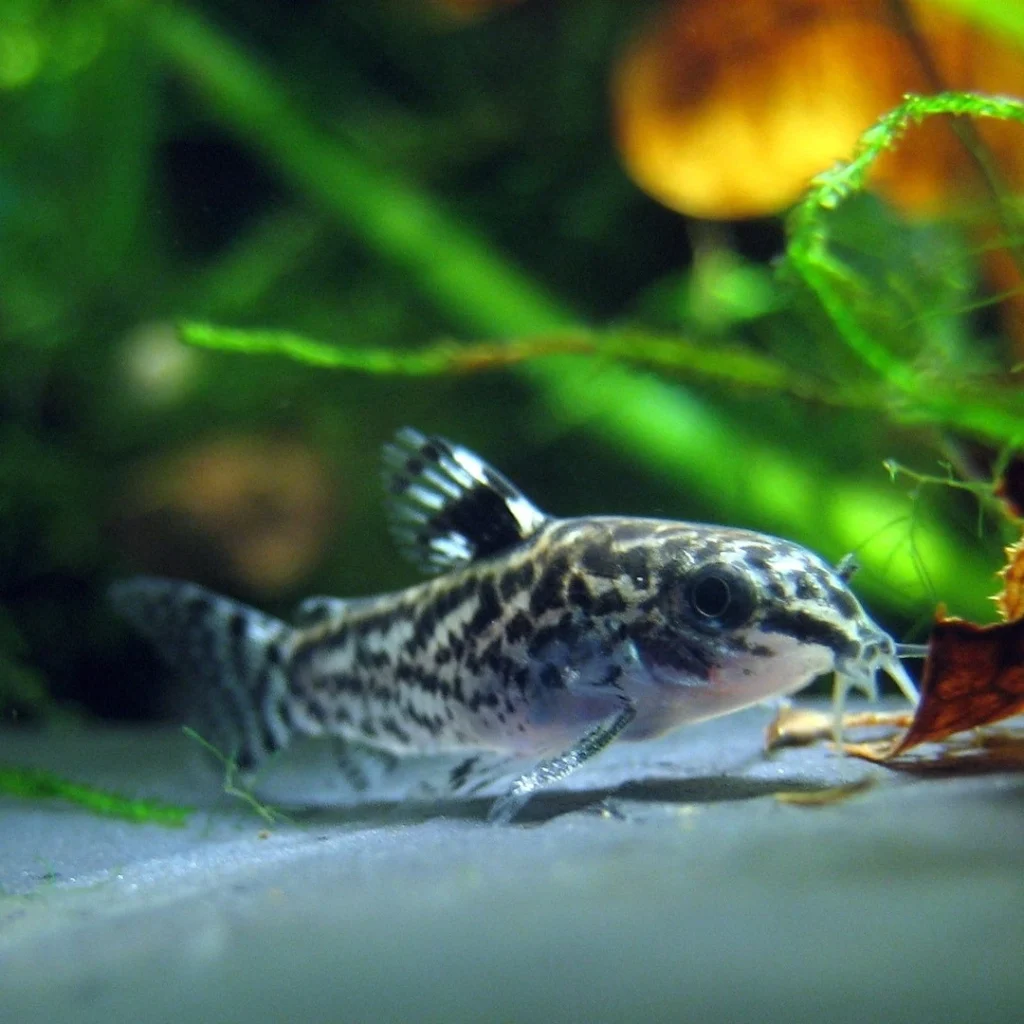 School of Corydoras catfish swimming near the bottom of an aquarium with their distinct barbels and patterned bodies