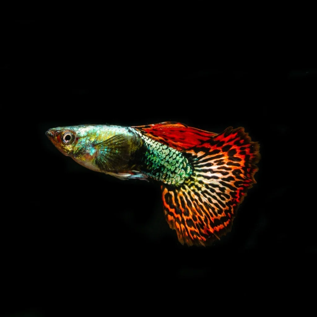 School of guppies swimming gracefully with a mix of colors and patterns in a vibrant aquarium