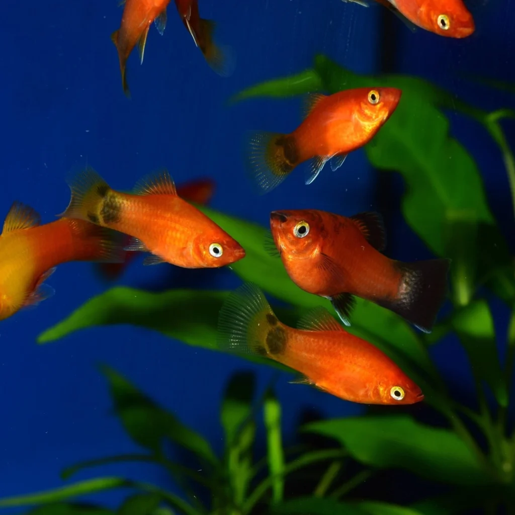 Colorful platy fish gliding gracefully through the water, showcasing their vibrant patterns and elegant fins