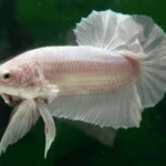 Vibrant male betta fish displaying vibrant colors and flowing fins, gracefully swimming in a well-maintained aquatic environment with aquatic plants and decorations