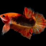 Vibrant male betta fish displaying vibrant colors and flowing fins, gracefully swimming in a well-maintained aquatic environment with aquatic plants and decorations