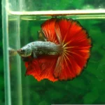 Vibrant male betta fish displaying vibrant colors and flowing fins, gracefully swimming in a well-maintained aquatic environment with aquatic plants and decorations