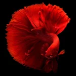 Vibrant male betta fish displaying vibrant colors and flowing fins, gracefully swimming in a well-maintained aquatic environment with aquatic plants and decorations