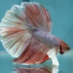 Vibrant male betta fish displaying vibrant colors and flowing fins, gracefully swimming in a well-maintained aquatic environment with aquatic plants and decorations