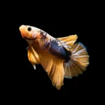 Vibrant male betta fish displaying vibrant colors and flowing fins, gracefully swimming in a well-maintained aquatic environment with aquatic plants and decorations