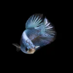 Vibrant male betta fish displaying vibrant colors and flowing fins, gracefully swimming in a well-maintained aquatic environment with aquatic plants and decorations