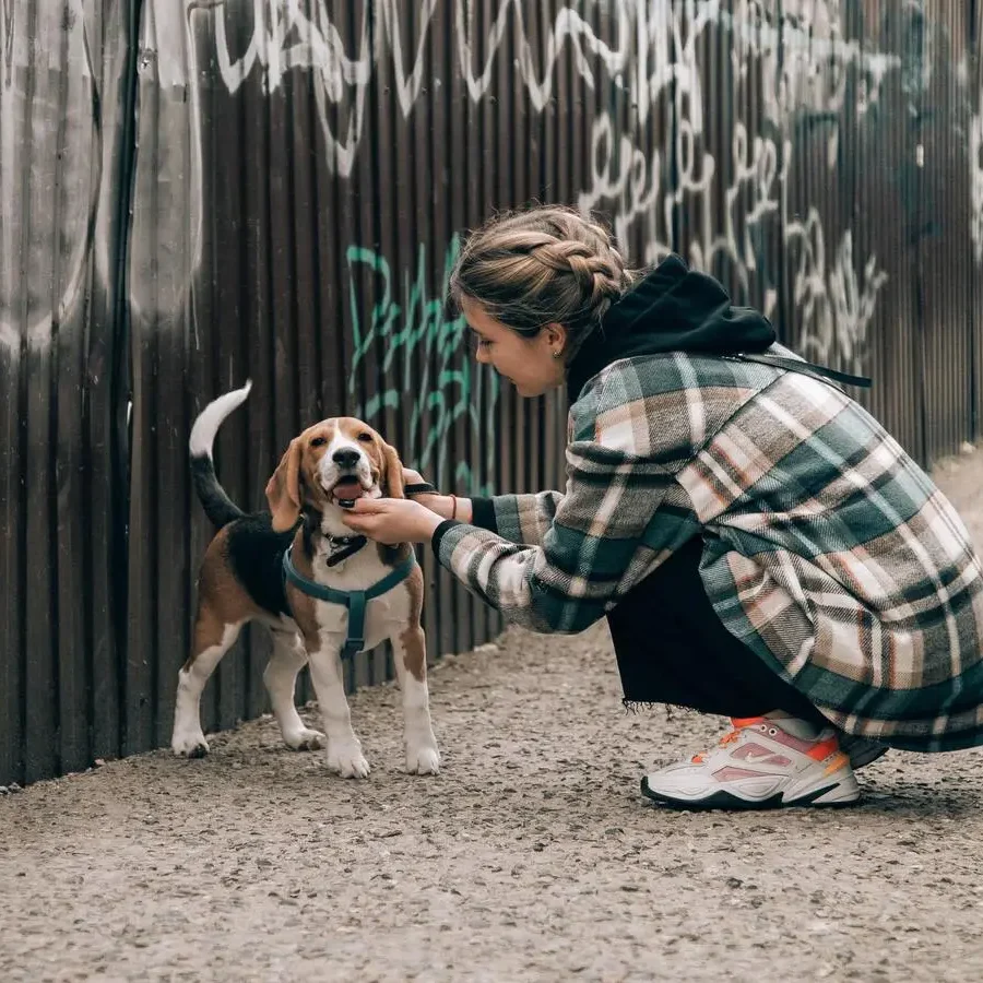 An illustration of the historical roots of the Beagle hound, showcasing its evolution from ancient scent hounds. This alt text captures the Beagle's journey through time, highlighting its development from small, agile hunting companions used by ancient civilizations to the distinct breed we know today. The image depicts the Beagle's ancestors on the left, gradually transforming into the modern Beagle on the right, showcasing its iconic traits such as a keen sense of smell, compact size, and friendly disposition