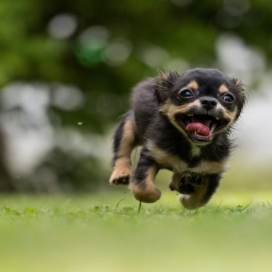 An adorable dog posing for a photo, looking directly at the camera with a happy expression.