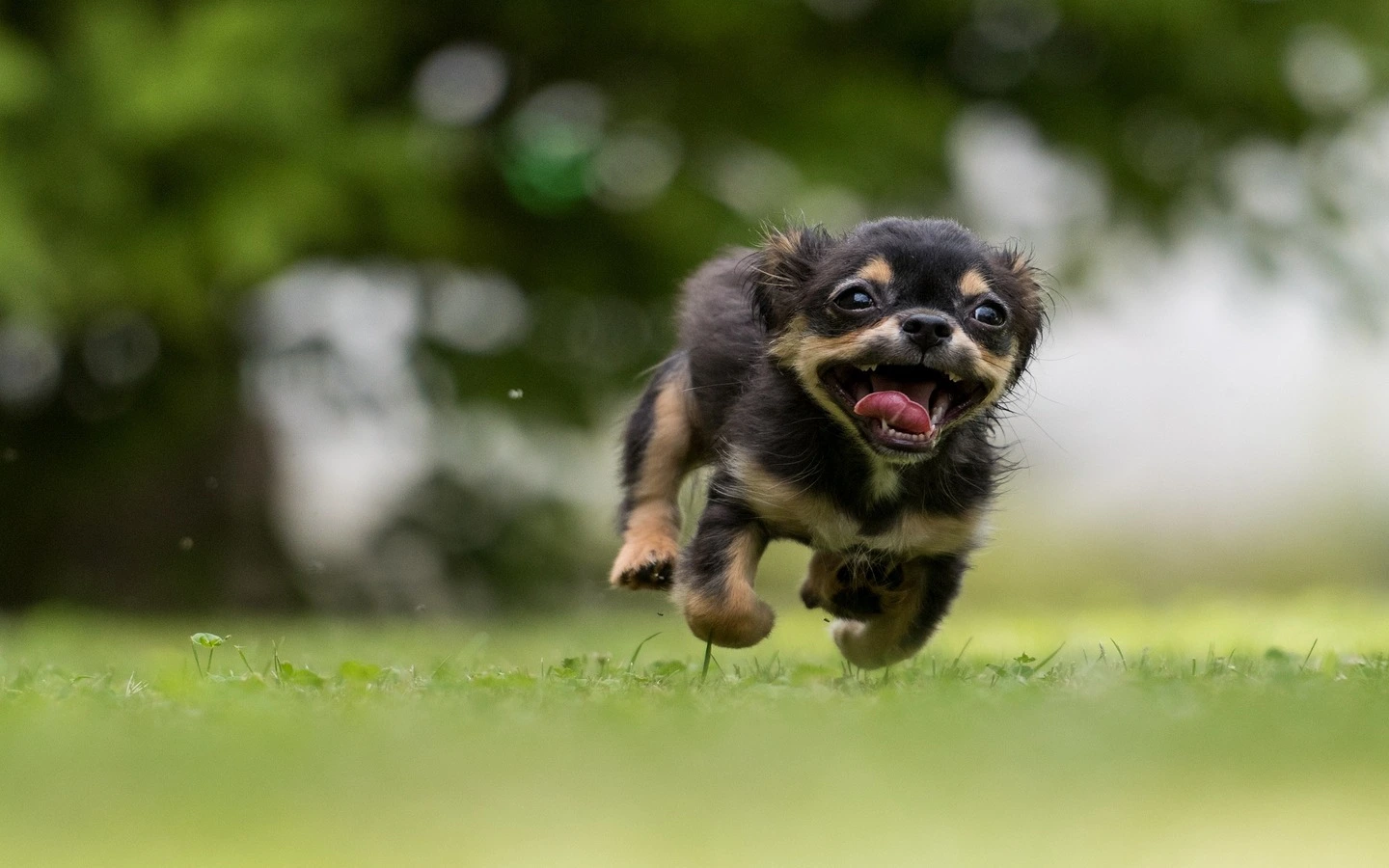 An adorable dog posing for a photo, looking directly at the camera with a happy expression.