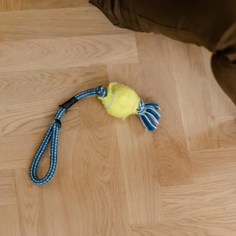 An empty pet bed with a melancholic toy beside it, illustrating the absence of a beloved furry friend