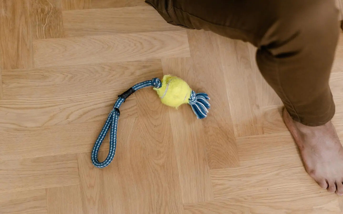 An empty pet bed with a melancholic toy beside it, illustrating the absence of a beloved furry friend