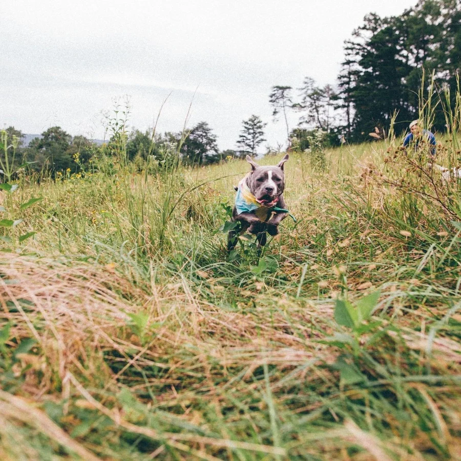 A well-trained dog responding to the 'Come' command with enthusiasm, showcasing obedience and a strong bond with the owner.