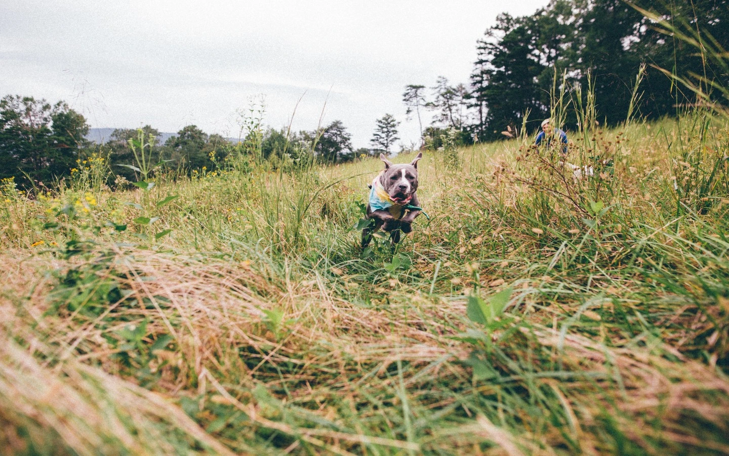 A well-trained dog responding to the 'Come' command with enthusiasm, showcasing obedience and a strong bond with the owner.