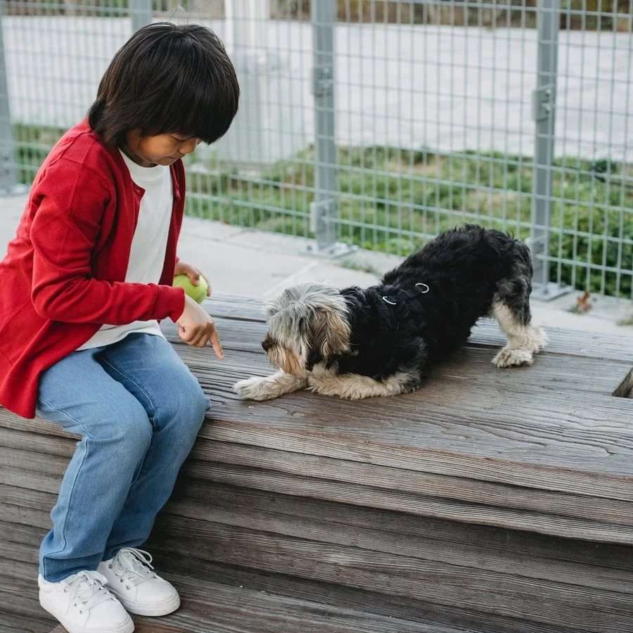 Dog demonstrating 'Down' command – lying down with a calm and obedient posture.