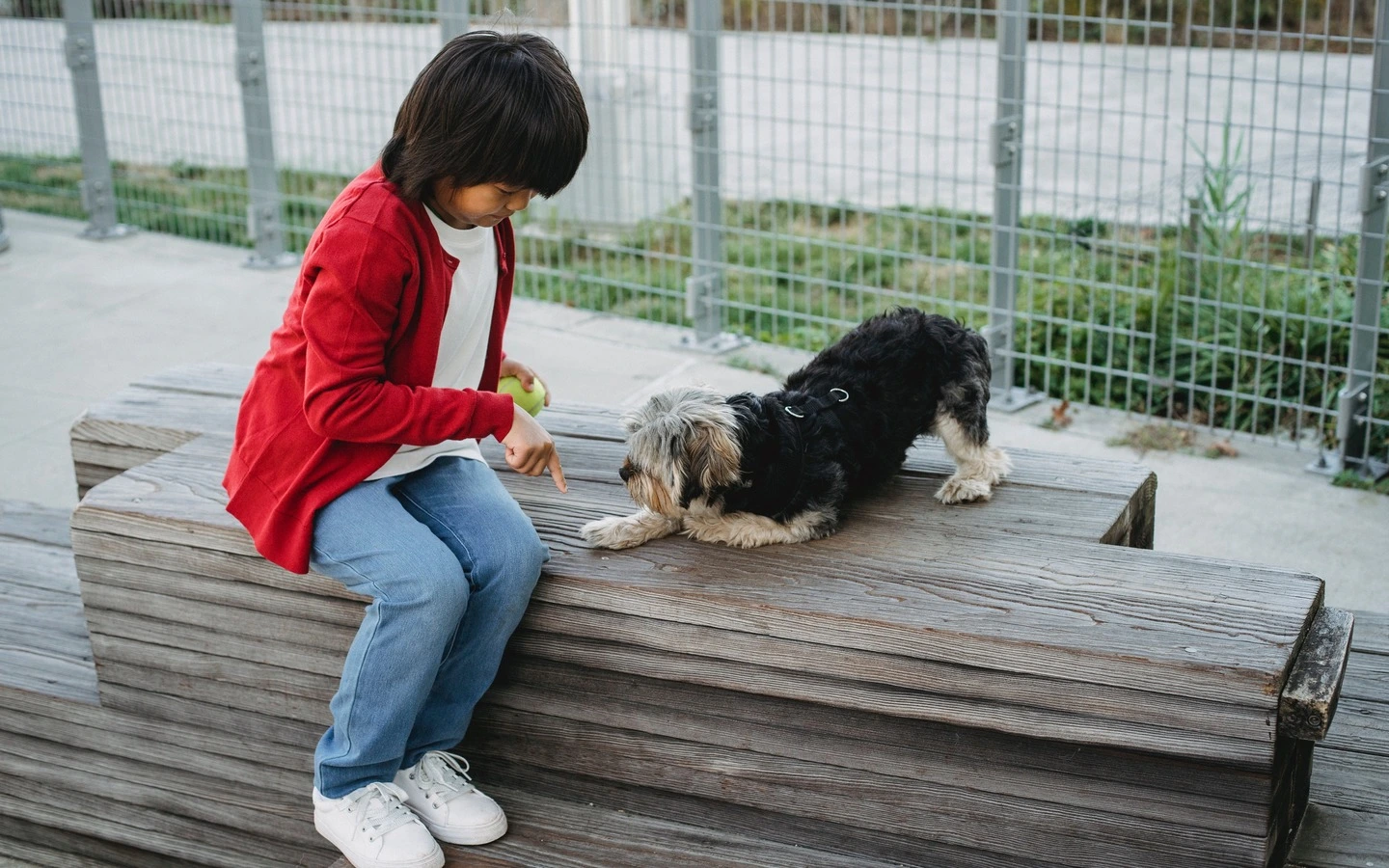 Dog demonstrating 'Down' command – lying down with a calm and obedient posture.