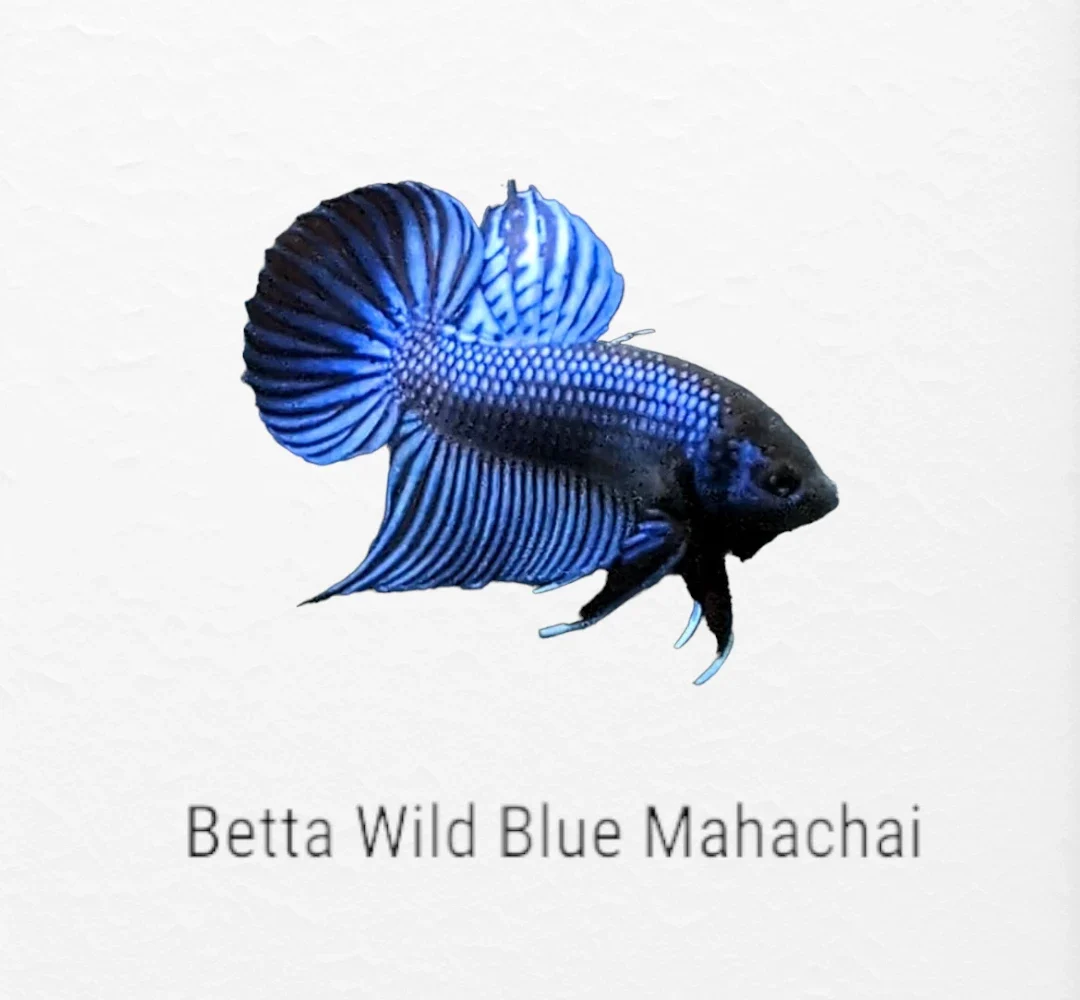 Betta Wild Blue Mahachai swimming in freshwater aquarium