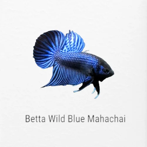 The Wonderful World of Wild Blue Mahachai Betta Fish