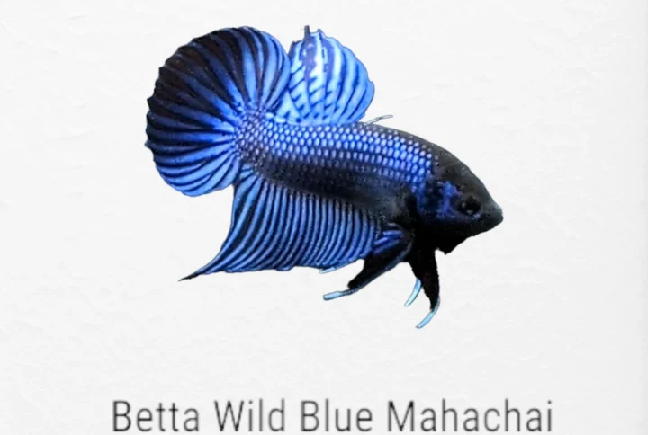 The Wonderful World of Wild Blue Mahachai Betta Fish