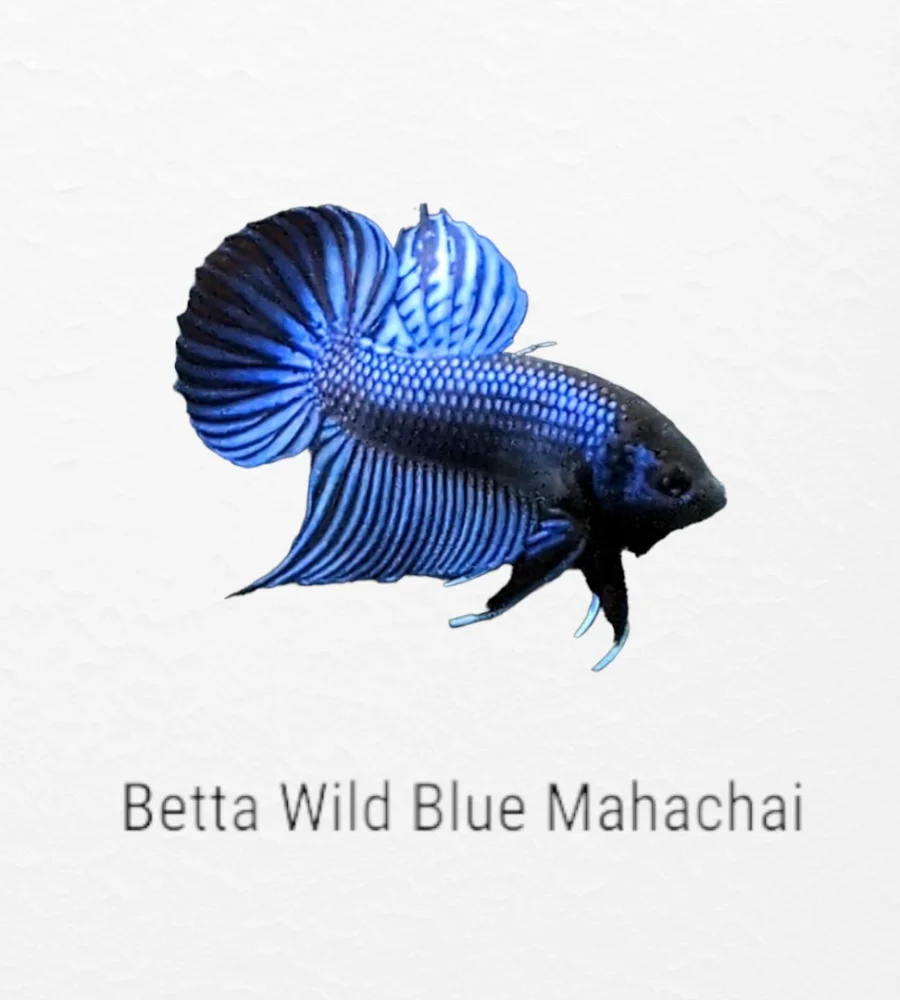 Betta Wild Blue Mahachai swimming in freshwater aquarium