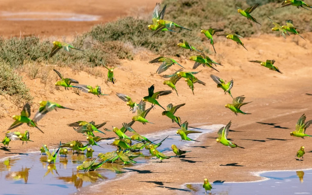 A flock of wild budgerigars, also known as budgies or parakeets, flying down to a sandy water stream, showcasing their vibrant green and yellow plumage in their natural habitat.