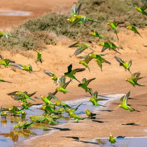 Introduction to Budgerigars