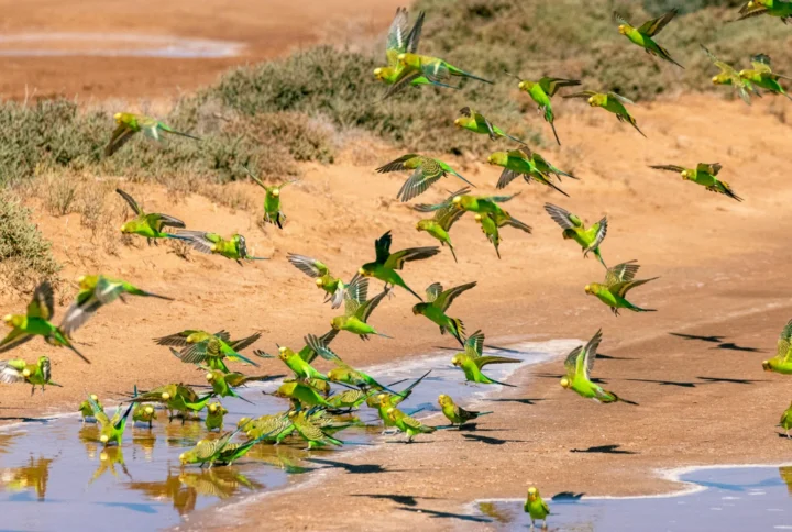 Introduction to Budgerigars