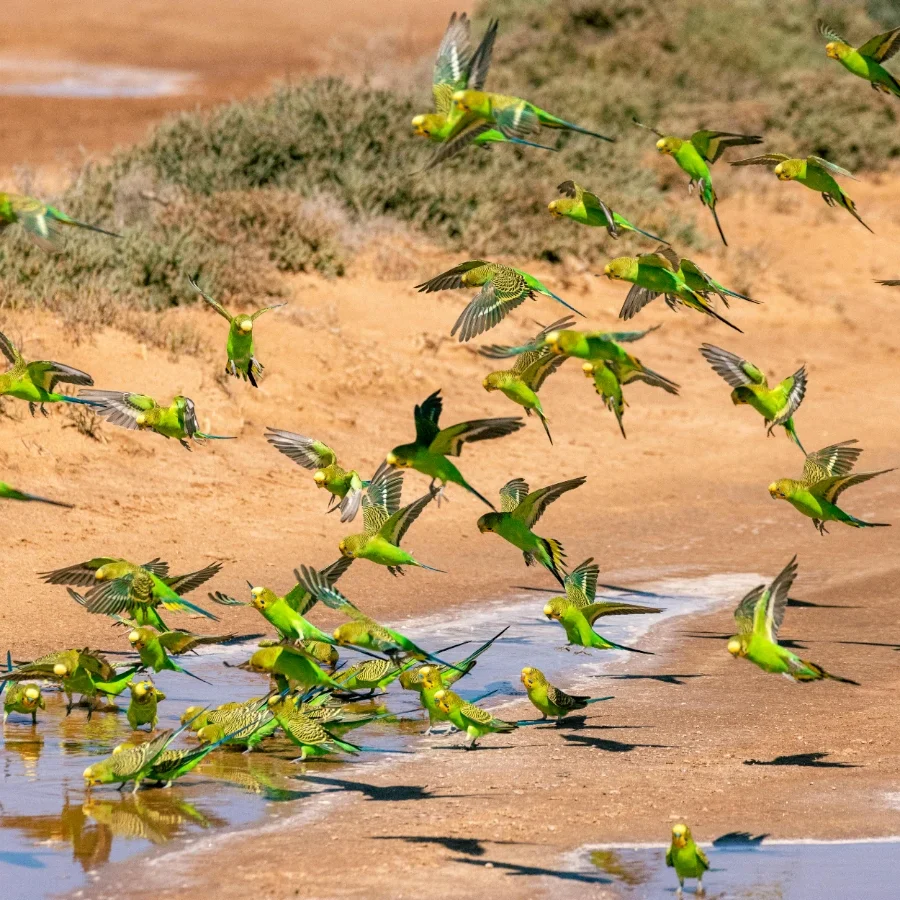 A flock of wild budgerigars, also known as budgies or parakeets, flying down to a sandy water stream, showcasing their vibrant green and yellow plumage in their natural habitat.