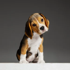 Boogle-Beagke-Puppy